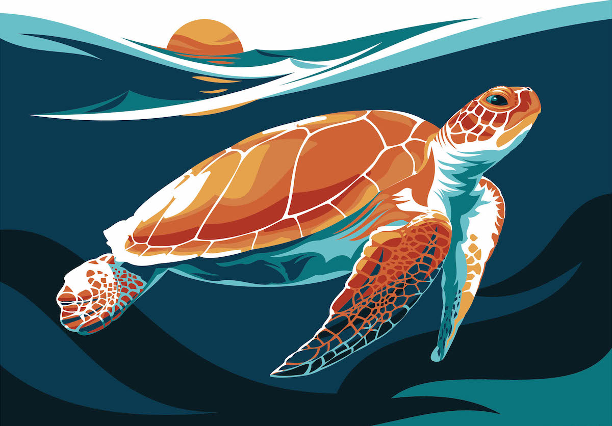 Turtle Illustration by Danny Haas